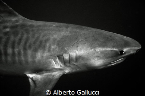 Tiger shark in B&W by Alberto Gallucci 